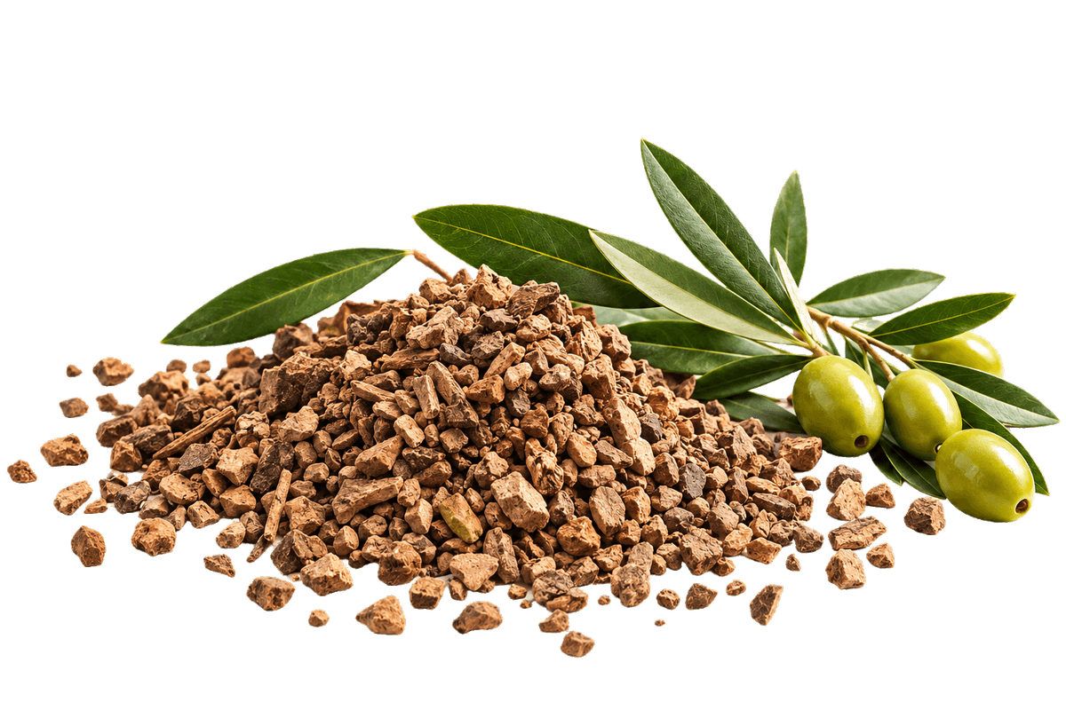 Composizione nocciolino di oliva e rametto di ulivo